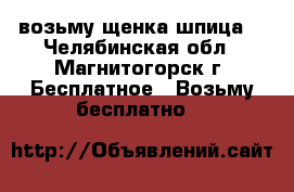 возьму щенка шпица  - Челябинская обл., Магнитогорск г. Бесплатное » Возьму бесплатно   